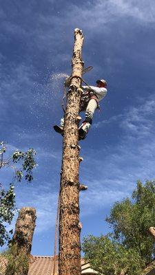 3E Tree Trimming and Landscape