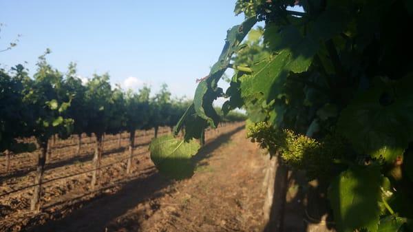 Great Dane Club of Northern California Specialty Show
