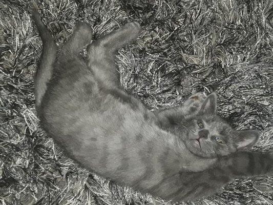 Fall River Animal Hospital