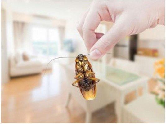 Pest Management Solutions