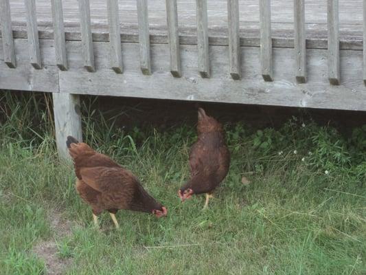 Heartland Montessori School