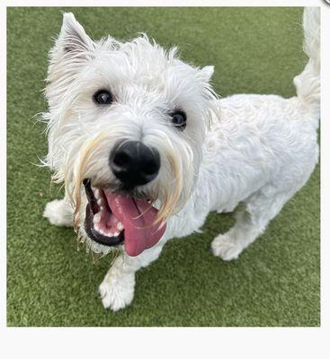 One Lucky Pup - Northlake