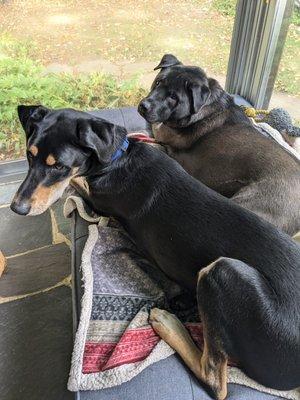 Endless PAWSibilities