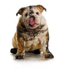 Dirty Paws Carpet Cleaning & Restoration
