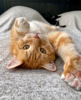 Mobile Vet of Western Mass