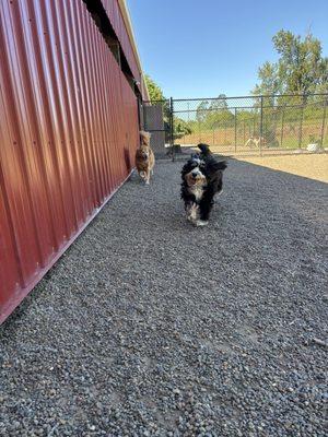 Sauvie Island Kennels