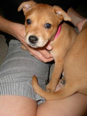 Dr. Jack Vet Services