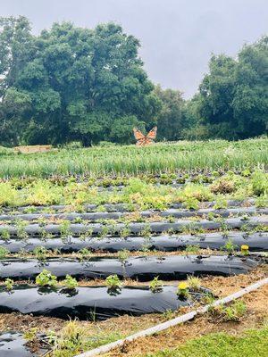 Granny Mays Strawberry Farm