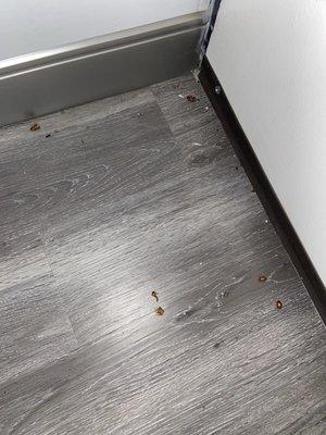 Grime and dead bugs.