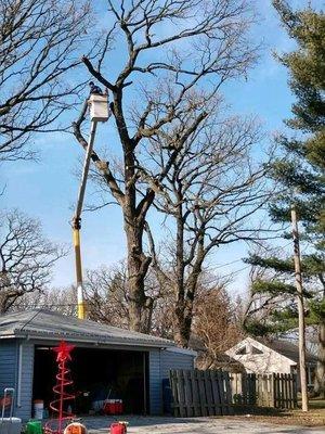 Trees Plus LLC