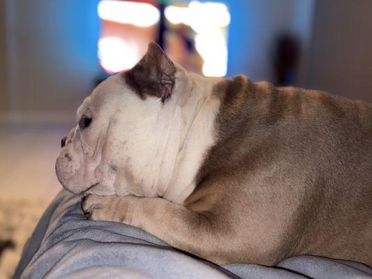 Paws & Claws Animal Care