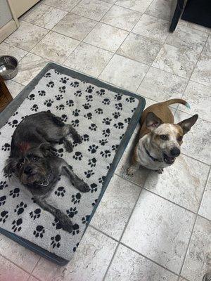 Taylor Veterinary Emergency