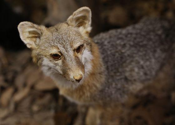 Potomac Overlook Regional Park