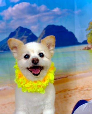 Honolulu Dog Spa