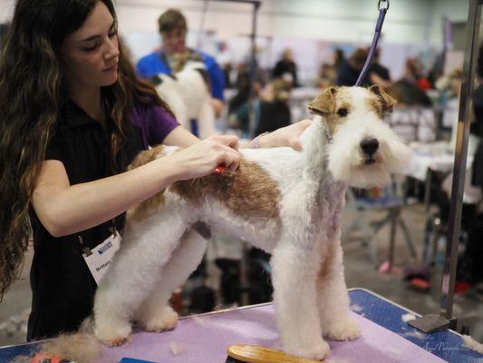 Top Dog Grooming
