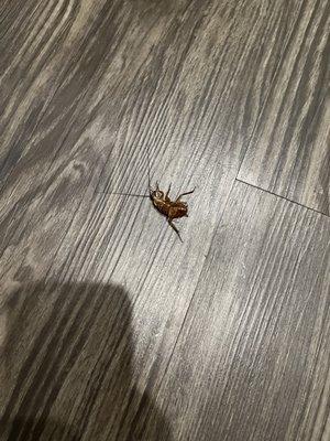 Bell CityLine Apartments