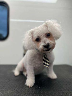 Washin’ Waggin’ Mobile Grooming