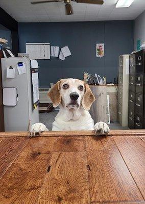 Jacksonville Floor Covering