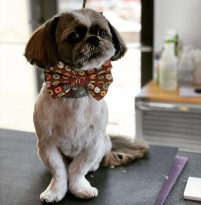 The Persian Mastiff Pet Artistry & Boutique