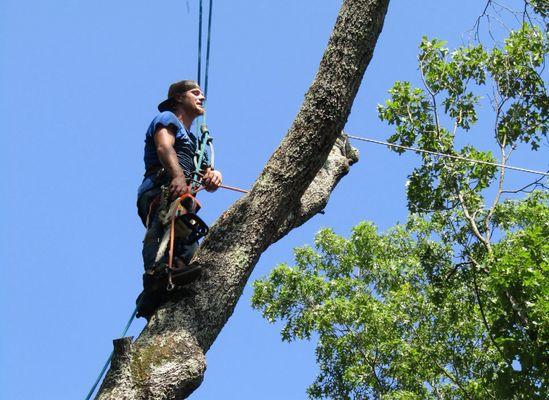 Professional Tree Service