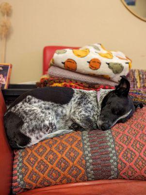 Sadie snoozing after a fun day of play at Dogville!