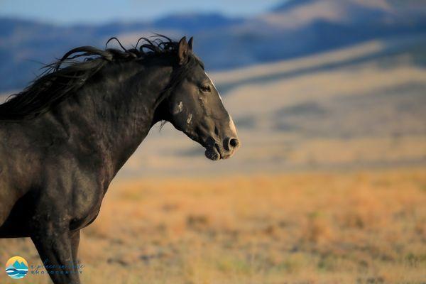 A black Onaqui stallion running into the setting sun.
