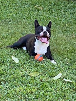 This is Davie, his a big fan of Dr Fink, well he doesn't hate his vet