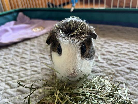 Chicago Exotics Animal Hospital