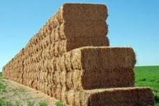 Only the best corn, alfalfa and other cattle feed products.
