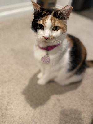 My cat and her wonky pupils