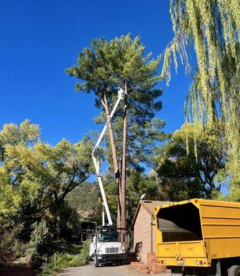 Dangerous dual leader pine tree removal over a home in Sedona.