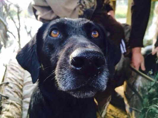 The Treehouse Resort & Duck Blind