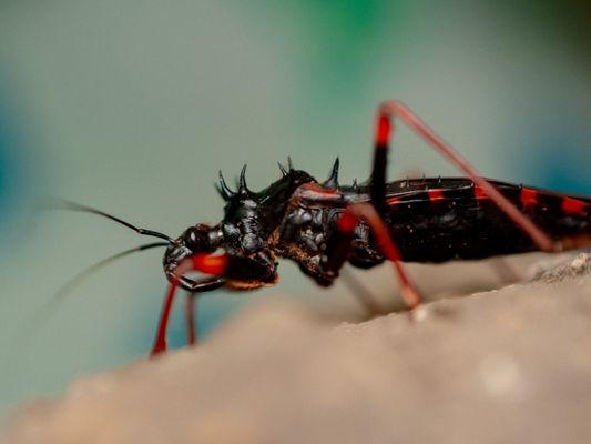 Horrid King Assassin Bug (side profile)
