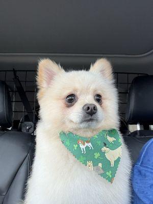 Freshly groomed good boy