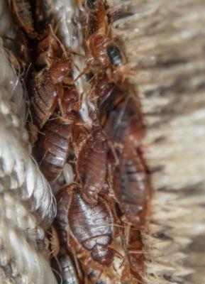 bedbugs on furniture Bears Den
