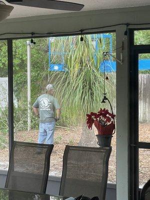 Trimming the trees in the backyard