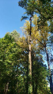 Gomez Lawn & Landscaping