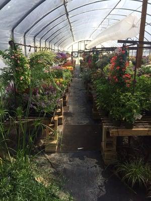 Reed's Greenhouse