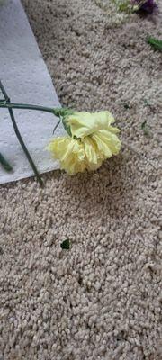 Flowers from Floraland in Lowell after only 2 days.