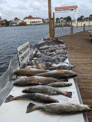 A mess of fish!