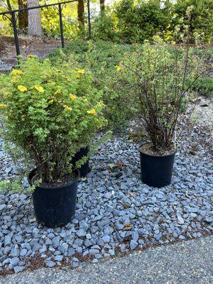 The plant on the right is from Deer Creek.