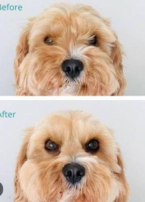 Littlefoot Dog Grooming