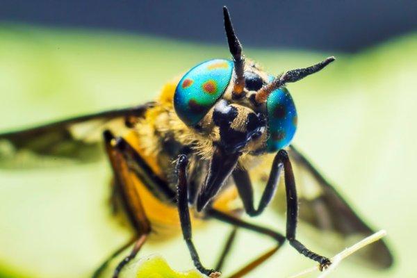 Affordable Pest Solutions