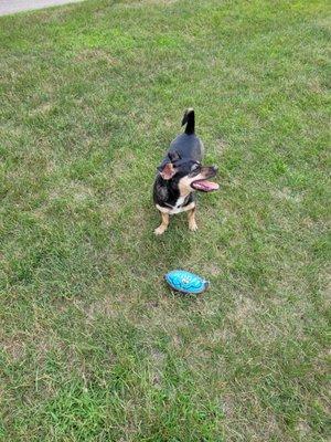 AllStars Pet Sitting and Walking