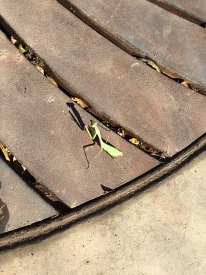 A scarring mantis. :P