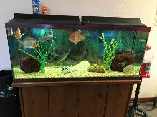 Meisner Paint & Body