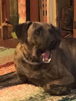 Buckhannon Animal Clinic