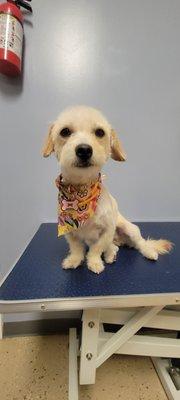 Daniela’s Pet Spa & Salon