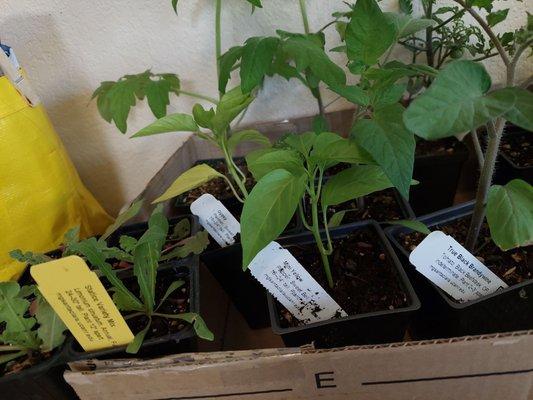 UCCE Master Gardeners of Santa Clara County