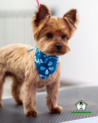 Tailored Tails of Lubbock